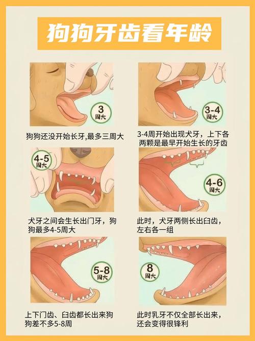  狗狗乳牙什么时候掉，狗狗乳牙掉了多久长新牙