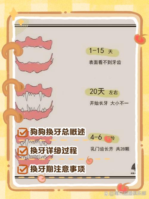  狗狗乳牙什么时候掉，狗狗乳牙掉了多久长新牙-第2张图片-后鲨宠物