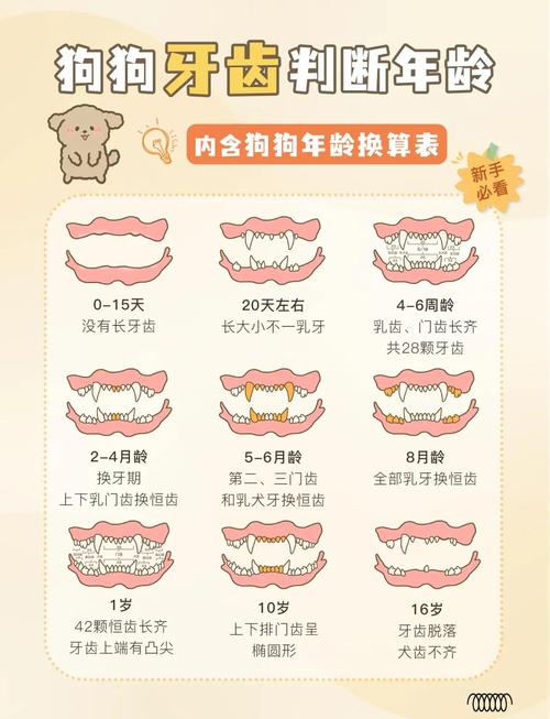  狗狗乳牙什么时候掉，狗狗乳牙掉了多久长新牙-第3张图片-后鲨宠物