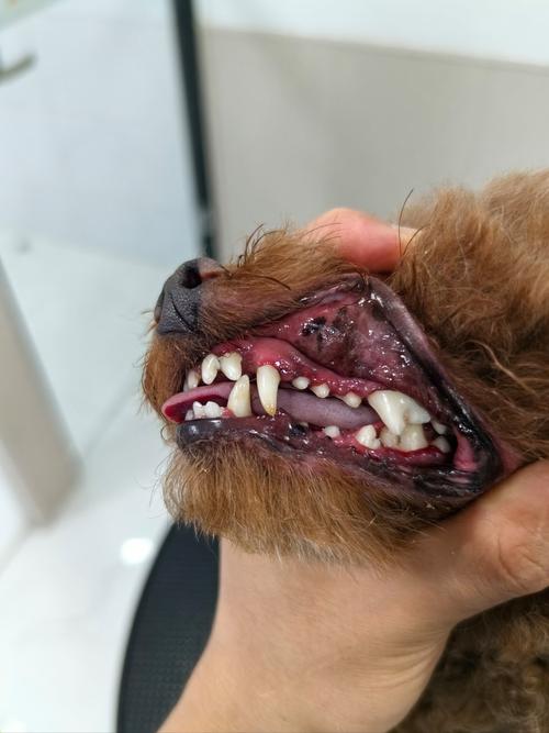  狗狗乳牙什么时候掉，狗狗乳牙掉了多久长新牙-第5张图片-后鲨宠物