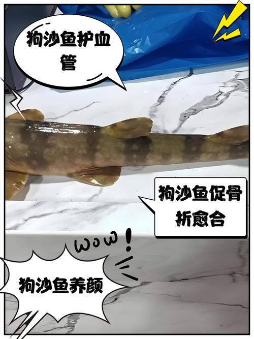 狗狗可以吃巴沙鱼吗，狗狗能吃巴沙鱼片吗？