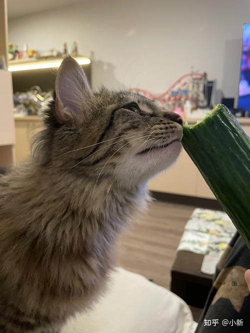 猫咪能吃黄瓜吗,猫咪能吃黄瓜吗吃多少?-第1张图片-后鲨宠物 猫咪能吃黄瓜吗,猫咪能吃黄瓜吗吃多少?-第1张图片-后鲨宠物
