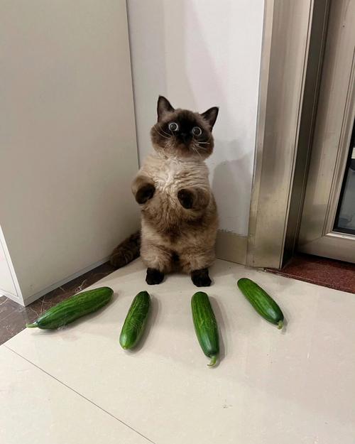 猫咪能吃黄瓜吗,猫咪能吃黄瓜吗吃多少?-第3张图片-后鲨宠物 猫咪能吃黄瓜吗,猫咪能吃黄瓜吗吃多少?-第3张图片-后鲨宠物