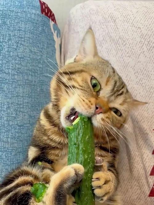 猫咪能吃黄瓜吗,猫咪能吃黄瓜吗吃多少?-第5张图片-后鲨宠物 猫咪能吃黄瓜吗,猫咪能吃黄瓜吗吃多少?-第5张图片-后鲨宠物