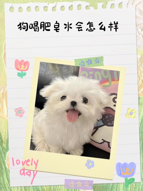 狗狗吃了香皂怎么办_狗狗偷吃了香皂-第3张图片-后鲨宠物