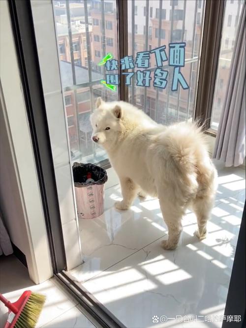 狗狗吃了香皂怎么办_狗狗偷吃了香皂-第6张图片-后鲨宠物