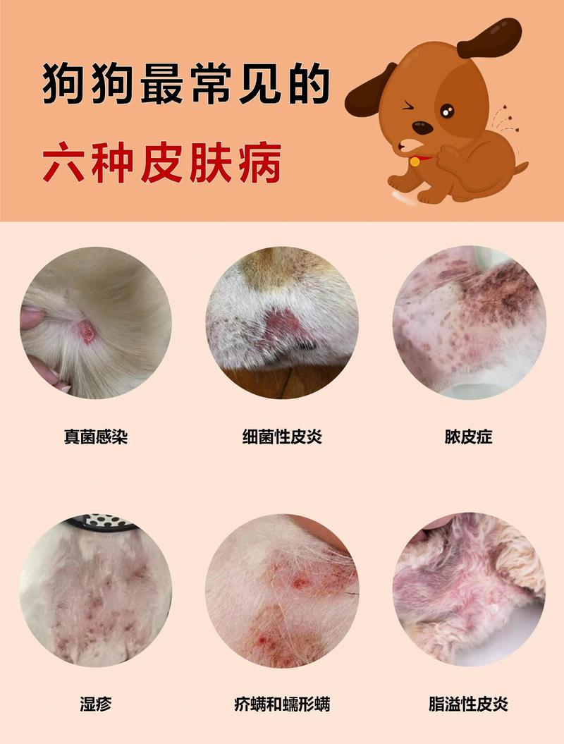 狗狗皮肤病不能吃什么_狗狗皮肤病不能吃什么肉