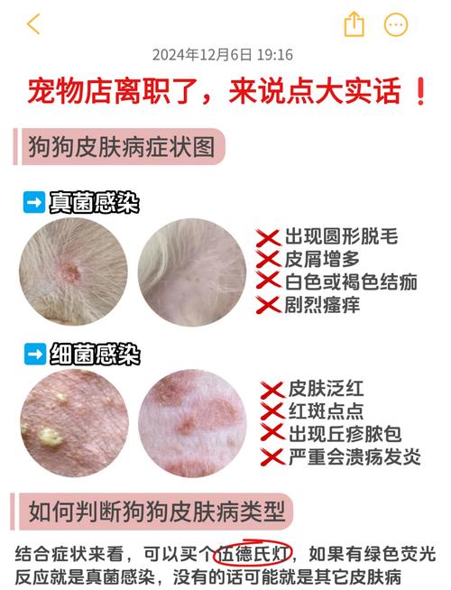 狗狗皮肤病不能吃什么_狗狗皮肤病不能吃什么肉-第2张图片-后鲨宠物 狗狗皮肤病不能吃什么_狗狗皮肤病不能吃什么肉-第2张图片-后鲨宠物