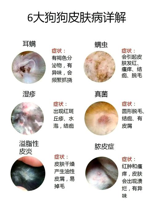 狗狗皮肤病不能吃什么_狗狗皮肤病不能吃什么肉-第3张图片-后鲨宠物 狗狗皮肤病不能吃什么_狗狗皮肤病不能吃什么肉-第3张图片-后鲨宠物