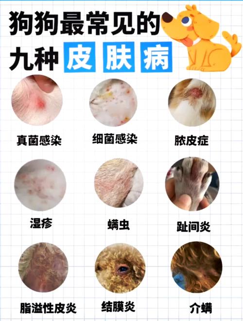 狗狗皮肤病不能吃什么_狗狗皮肤病不能吃什么肉-第5张图片-后鲨宠物 狗狗皮肤病不能吃什么_狗狗皮肤病不能吃什么肉-第5张图片-后鲨宠物