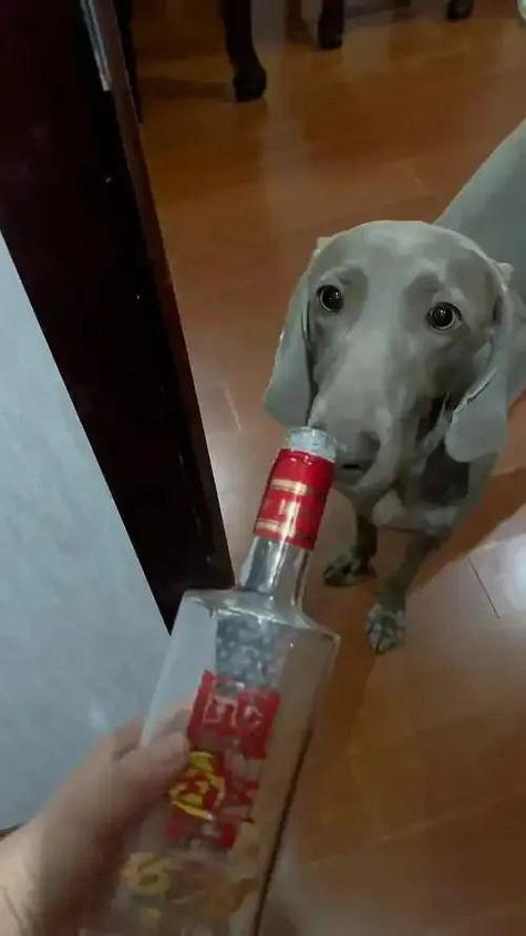 狗狗喝了酒怎么办_狗如果喝了酒会怎样