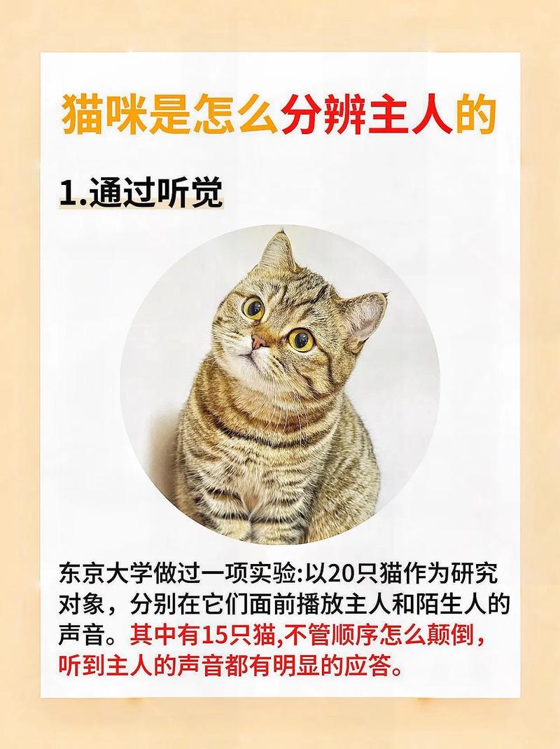 猫咪靠什么分辨主人_猫咪靠什么分辨主人怀孕-第2张图片-后鲨宠物 猫咪靠什么分辨主人_猫咪靠什么分辨主人怀孕-第2张图片-后鲨宠物