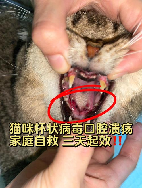 猫咪口腔溃疡怎么办_猫咪口腔溃疡怎么办最快最-第4张图片-后鲨宠物 猫咪口腔溃疡怎么办_猫咪口腔溃疡怎么办最快最-第4张图片-后鲨宠物