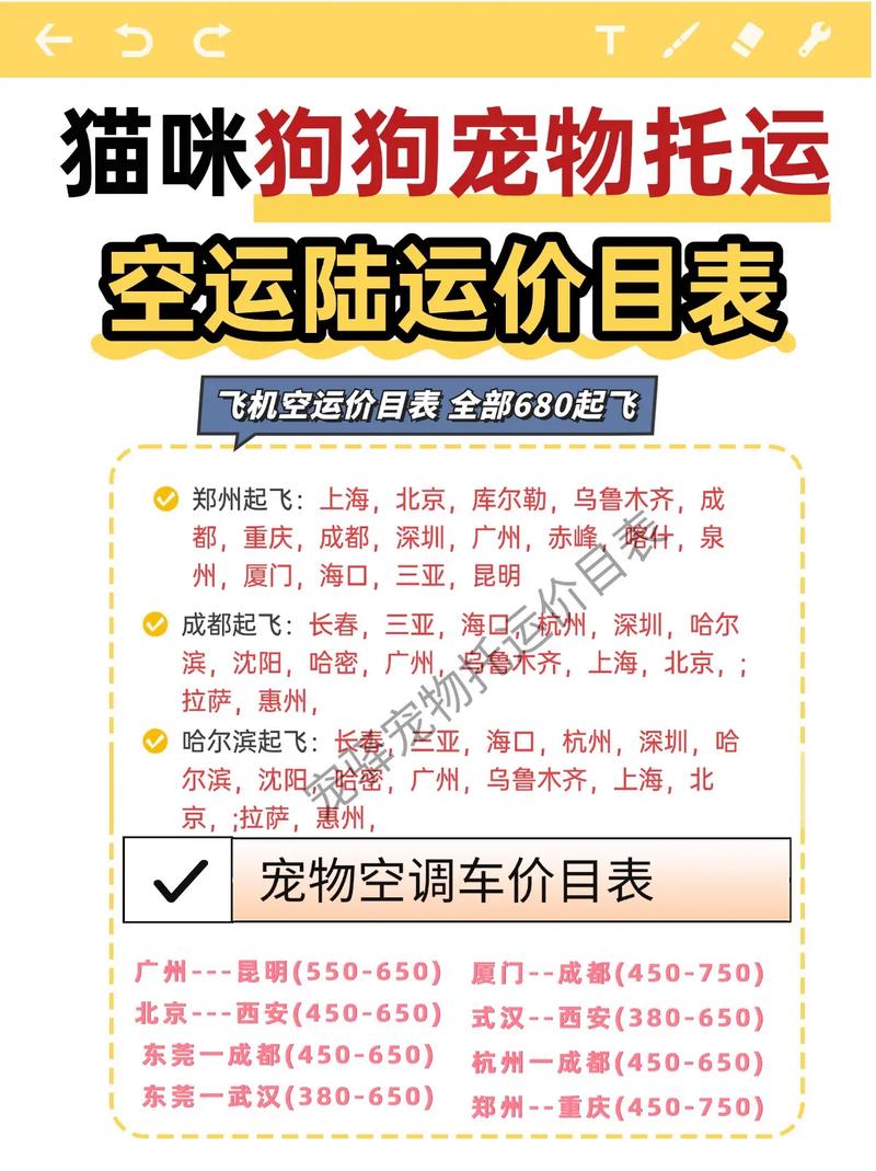 猫咪可以空运吗,猫咪可以空运回家吗-第2张图片-后鲨宠物 猫咪可以空运吗,猫咪可以空运回家吗-第2张图片-后鲨宠物