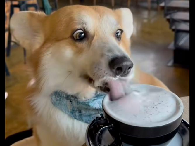 狗狗可不可以喝牛奶,狗狗可不可以喝牛奶纯牛奶-第3张图片-后鲨宠物 狗狗可不可以喝牛奶,狗狗可不可以喝牛奶纯牛奶-第3张图片-后鲨宠物