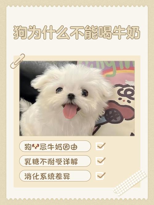 狗狗可不可以喝牛奶,狗狗可不可以喝牛奶纯牛奶-第5张图片-后鲨宠物 狗狗可不可以喝牛奶,狗狗可不可以喝牛奶纯牛奶-第5张图片-后鲨宠物