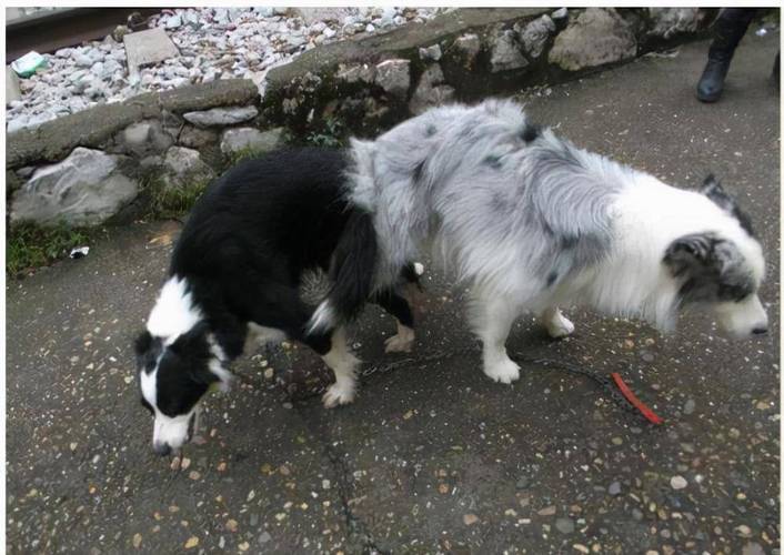 狗狗几月份发情_狗狗几月份发情受孕