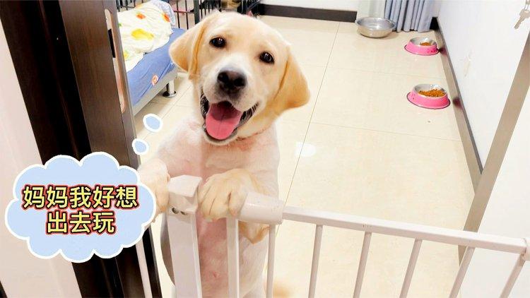 狗狗几月份发情_狗狗几月份发情受孕-第2张图片-后鲨宠物 狗狗几月份发情_狗狗几月份发情受孕-第2张图片-后鲨宠物