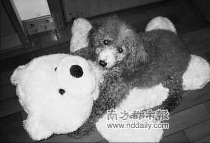 狗狗几月份发情_狗狗几月份发情受孕-第3张图片-后鲨宠物 狗狗几月份发情_狗狗几月份发情受孕-第3张图片-后鲨宠物