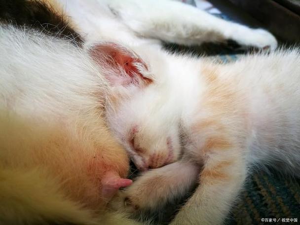 猫咪三天没拉屎怎么办,猫咪三天没有拉屎是否便秘?-第5张图片-后鲨宠物 猫咪三天没拉屎怎么办,猫咪三天没有拉屎是否便秘?-第5张图片-后鲨宠物