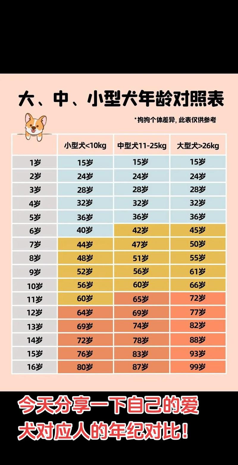 狗狗1岁相当于人的几岁,狗的几个月是一岁?-第6张图片-后鲨宠物 狗狗1岁相当于人的几岁,狗的几个月是一岁?-第6张图片-后鲨宠物