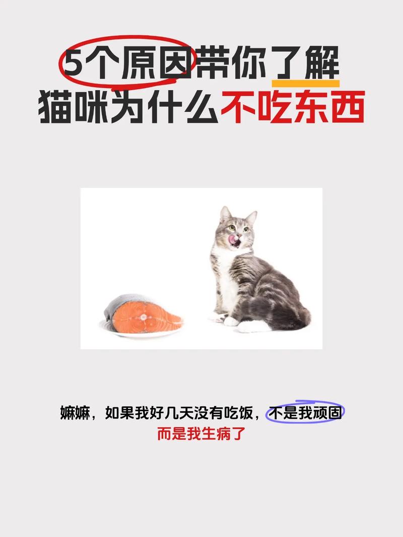 猫咪不想吃东西怎么办,猫咪不想吃东西怎么办呢?-第2张图片-后鲨宠物 猫咪不想吃东西怎么办,猫咪不想吃东西怎么办呢?-第2张图片-后鲨宠物
