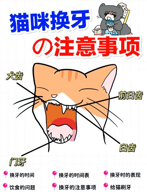 猫咪换牙期注意事项,猫咪换牙期会持续多久?-第1张图片-后鲨宠物 猫咪换牙期注意事项,猫咪换牙期会持续多久?-第1张图片-后鲨宠物