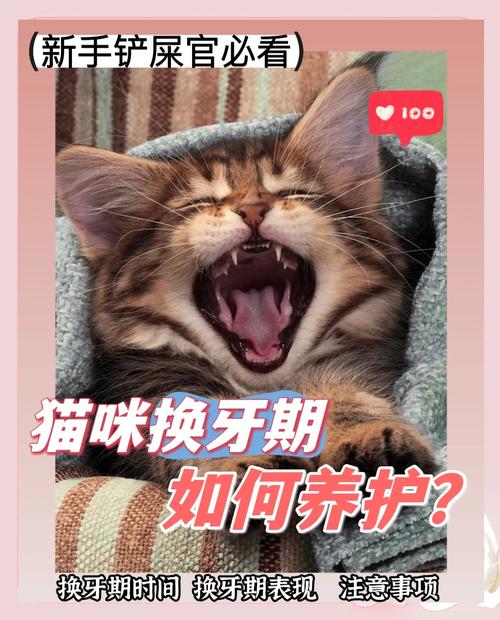 猫咪换牙期注意事项,猫咪换牙期会持续多久?-第2张图片-后鲨宠物 猫咪换牙期注意事项,猫咪换牙期会持续多久?-第2张图片-后鲨宠物