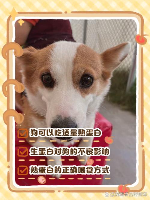 狗狗不能吃蛋白吗_狗狗不能吃蛋白么-第4张图片-后鲨宠物