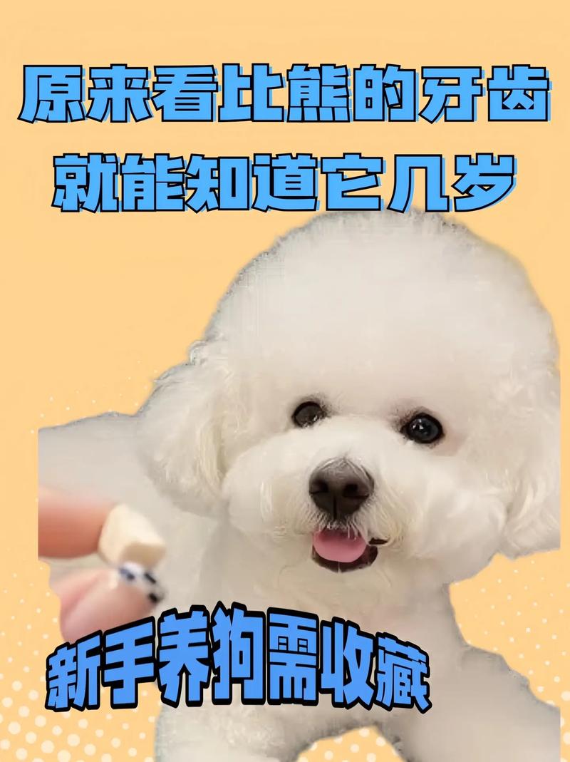 狗狗掉牙怎么办_狗狗掉牙了怎么办?-第2张图片-后鲨宠物