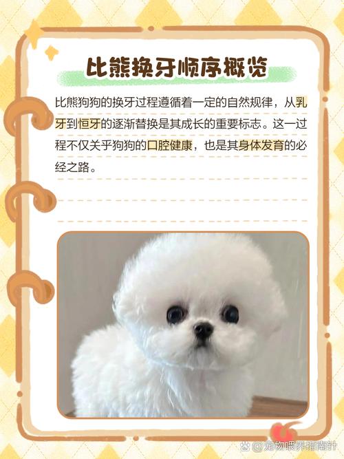 狗狗掉牙怎么办_狗狗掉牙了怎么办?-第3张图片-后鲨宠物