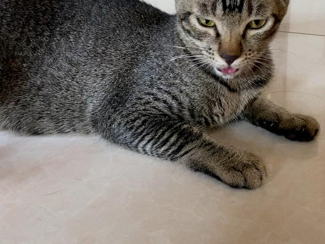 猫咪热了会吐舌头吗_猫咪太热吐舌头会不会中暑-第2张图片-后鲨宠物 猫咪热了会吐舌头吗_猫咪太热吐舌头会不会中暑-第2张图片-后鲨宠物