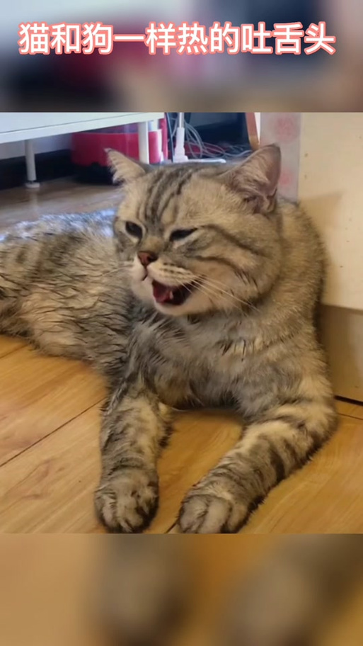 猫咪热了会吐舌头吗_猫咪太热吐舌头会不会中暑-第3张图片-后鲨宠物 猫咪热了会吐舌头吗_猫咪太热吐舌头会不会中暑-第3张图片-后鲨宠物