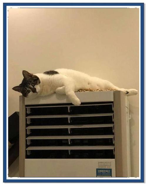 猫咪热了会吐舌头吗_猫咪太热吐舌头会不会中暑-第6张图片-后鲨宠物 猫咪热了会吐舌头吗_猫咪太热吐舌头会不会中暑-第6张图片-后鲨宠物