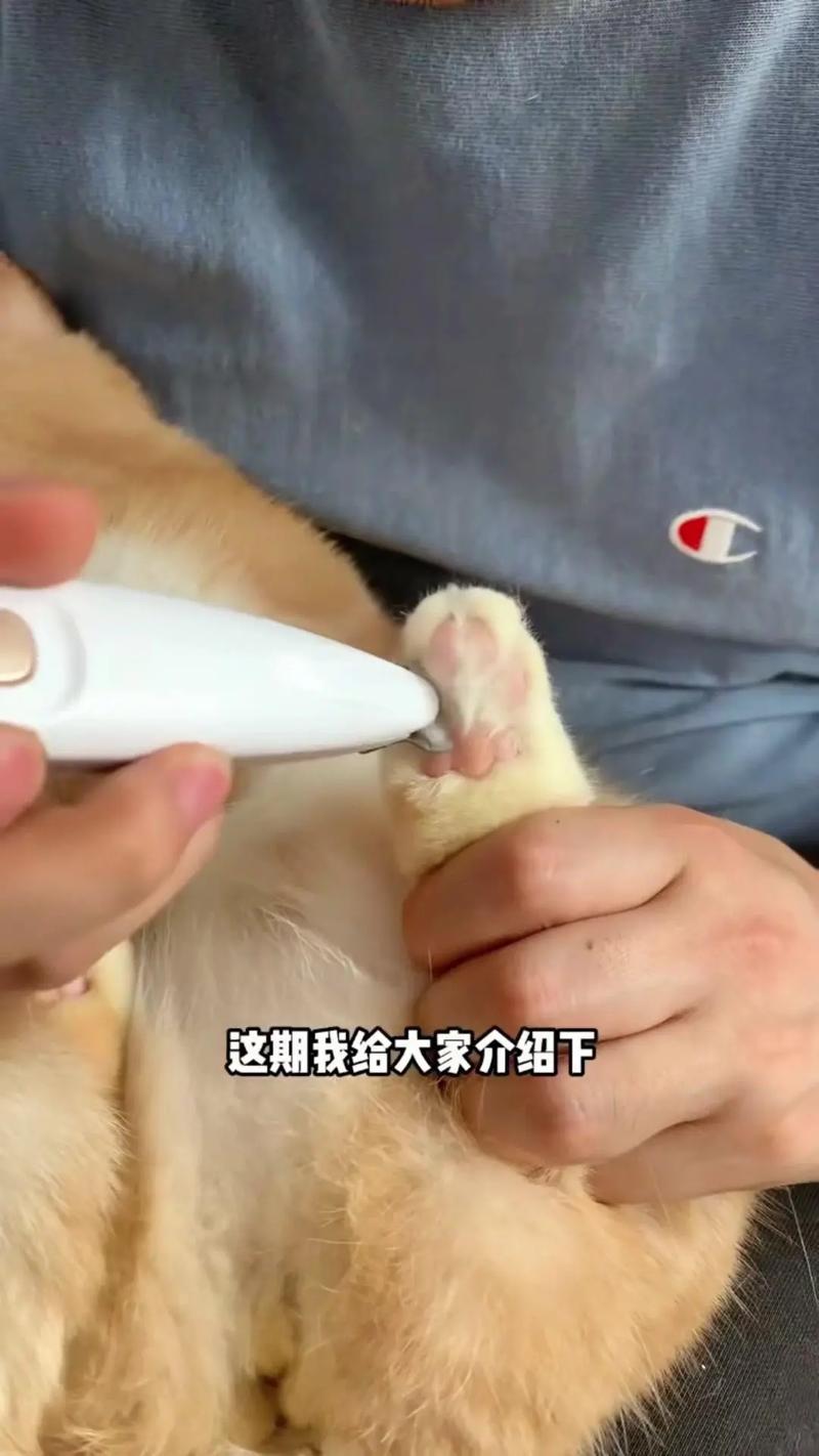 猫咪脚毛剪到什么程度,猫咪脚毛用剪吗-第4张图片-后鲨宠物 猫咪脚毛剪到什么程度,猫咪脚毛用剪吗-第4张图片-后鲨宠物