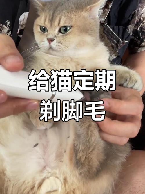 猫咪脚毛剪到什么程度,猫咪脚毛用剪吗-第6张图片-后鲨宠物 猫咪脚毛剪到什么程度,猫咪脚毛用剪吗-第6张图片-后鲨宠物