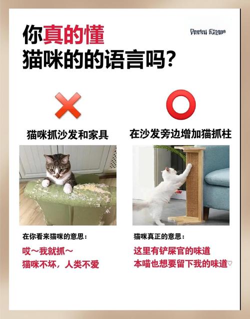 猫咪乱抓东西怎么办_猫咪乱抓东西怎么引起的-第4张图片-后鲨宠物 猫咪乱抓东西怎么办_猫咪乱抓东西怎么引起的-第4张图片-后鲨宠物