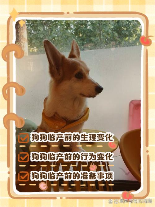 怎么知道狗狗快生了_怎么能看出狗狗快生了