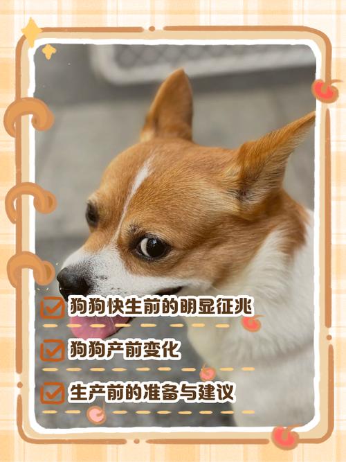 怎么知道狗狗快生了_怎么能看出狗狗快生了-第4张图片-后鲨宠物 怎么知道狗狗快生了_怎么能看出狗狗快生了-第4张图片-后鲨宠物