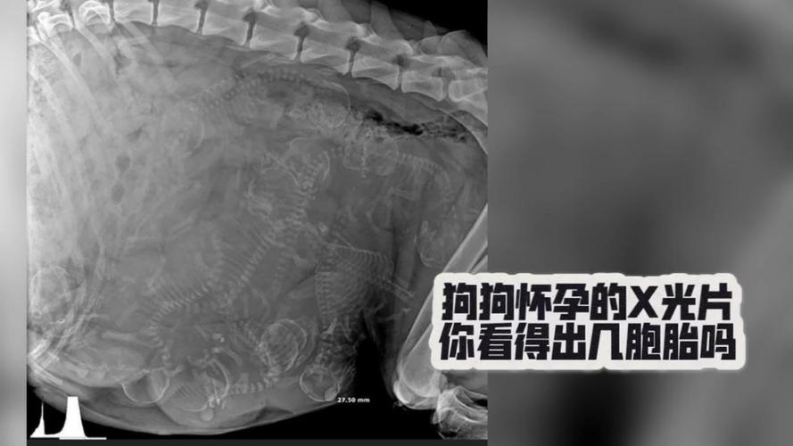 怎么知道狗狗快生了_怎么能看出狗狗快生了-第6张图片-后鲨宠物 怎么知道狗狗快生了_怎么能看出狗狗快生了-第6张图片-后鲨宠物