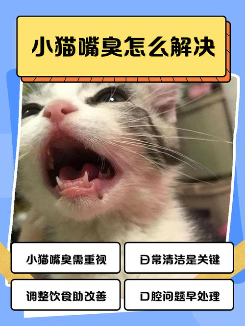 猫咪口臭怎么去除,猫猫口臭怎么治-第3张图片-后鲨宠物 猫咪口臭怎么去除,猫猫口臭怎么治-第3张图片-后鲨宠物