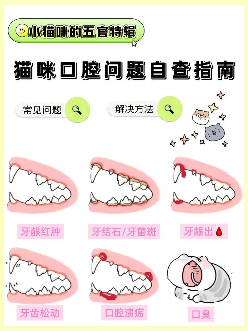 猫咪口臭怎么去除,猫猫口臭怎么治-第6张图片-后鲨宠物 猫咪口臭怎么去除,猫猫口臭怎么治-第6张图片-后鲨宠物