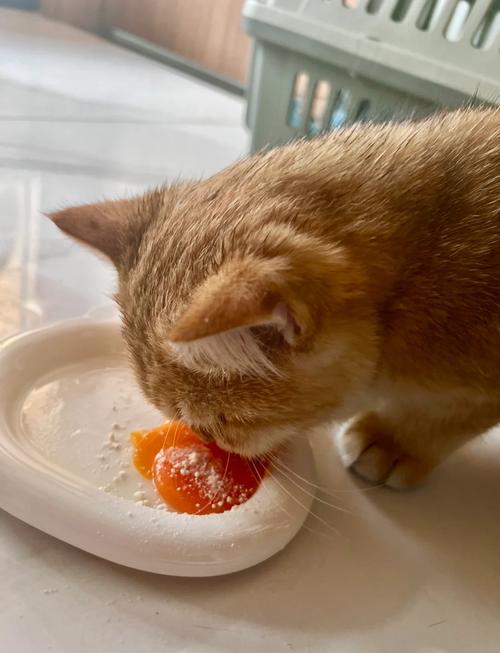 小猫咪可以吃蛋黄吗,小猫能吃蛋黄吗会怎样-第3张图片-后鲨宠物 小猫咪可以吃蛋黄吗,小猫能吃蛋黄吗会怎样-第3张图片-后鲨宠物