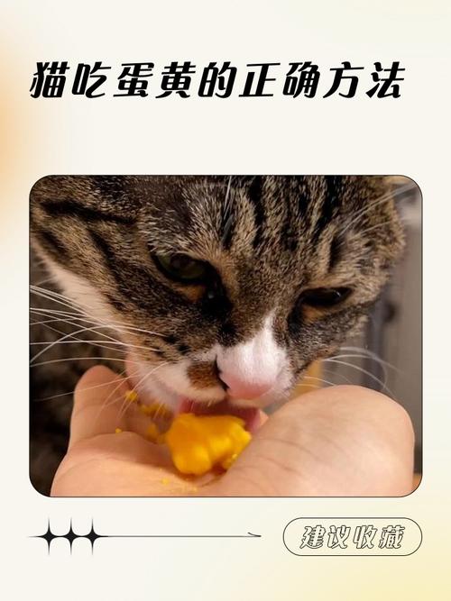 小猫咪可以吃蛋黄吗,小猫能吃蛋黄吗会怎样-第5张图片-后鲨宠物 小猫咪可以吃蛋黄吗,小猫能吃蛋黄吗会怎样-第5张图片-后鲨宠物