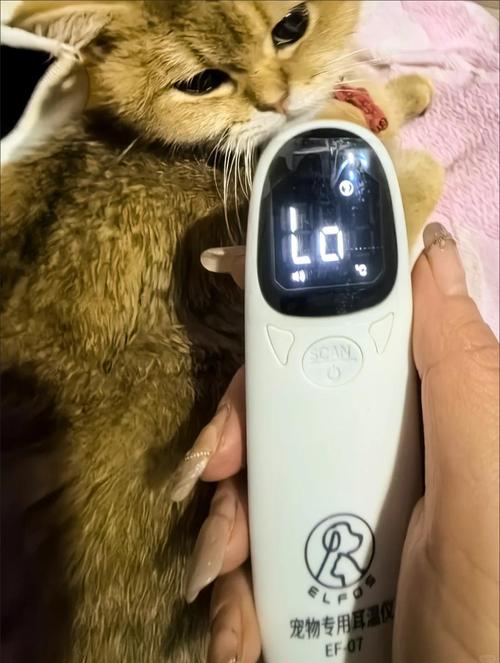 猫猫正常体温,猫咪正常体温多少左右?-第1张图片-后鲨宠物 猫猫正常体温,猫咪正常体温多少左右?-第1张图片-后鲨宠物