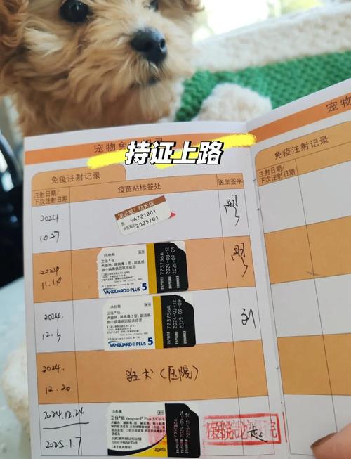  狗狗几个月开始打疫苗，狗狗几个月开始打疫苗比较好-第4张图片-后鲨宠物