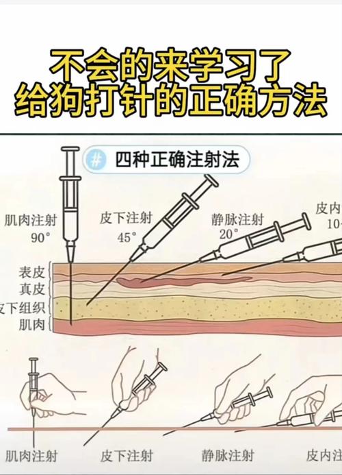  狗狗几个月开始打疫苗，狗狗几个月开始打疫苗比较好-第5张图片-后鲨宠物