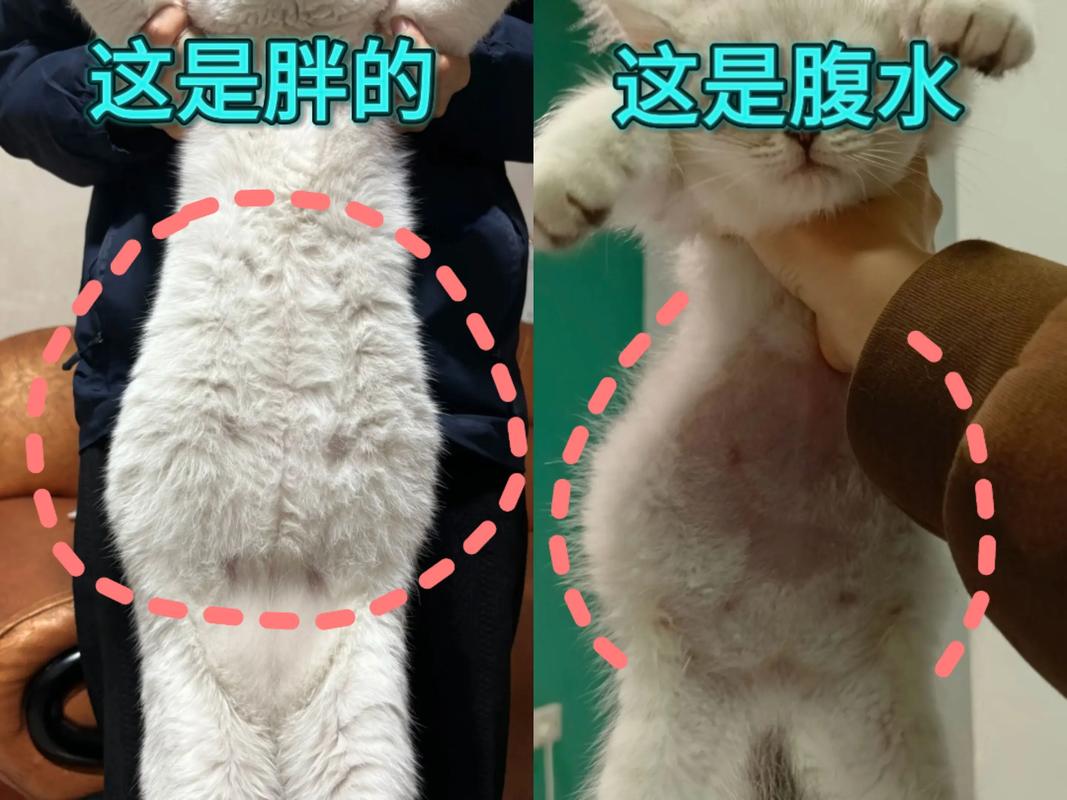 猫咪怀孕到生产要多久,猫怀孕到生子要多久?-第1张图片-后鲨宠物 猫咪怀孕到生产要多久,猫怀孕到生子要多久?-第1张图片-后鲨宠物