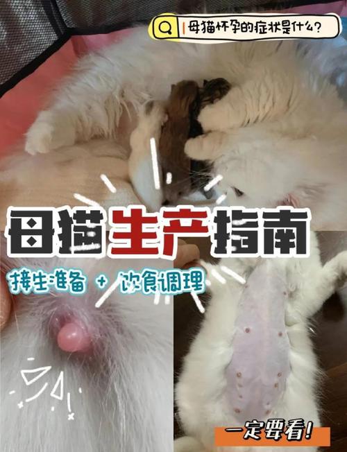 猫咪怀孕到生产要多久,猫怀孕到生子要多久?-第2张图片-后鲨宠物 猫咪怀孕到生产要多久,猫怀孕到生子要多久?-第2张图片-后鲨宠物