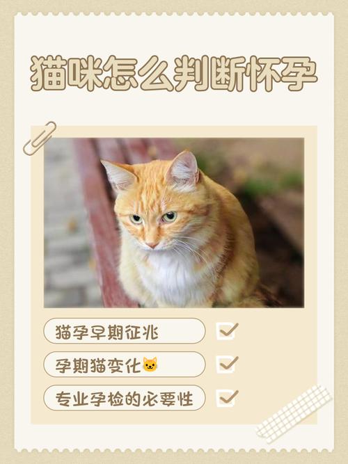 猫咪怀孕到生产要多久,猫怀孕到生子要多久?-第3张图片-后鲨宠物 猫咪怀孕到生产要多久,猫怀孕到生子要多久?-第3张图片-后鲨宠物